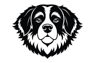 Bernese mountain dog shows majestic face in monochrome on a white background