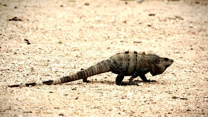 komodo dragon on the ground