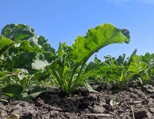 A row of young sugar beet plants with large green leaves. The plants grow in dark, fertile soil under a bright blue sky. The photo emphasizes the health and vigor of the plants