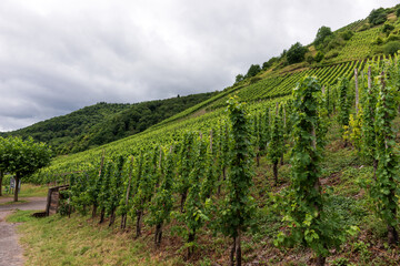 Fototapeta premium Wine-growing region on the Moselle River