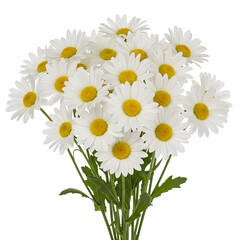 Fototapeta premium A beautiful bouquet of fresh white daisies with bright yellow centers and green stems isolated on white or transparent background, PNG Format.