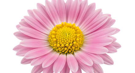 A beautiful pink daisy flower with a yellow center, isolated on transparent background