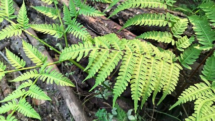 Wild Sensitive Fern (Onoclea sensibilis) Foliage Growing in Forest, Summer Fern Leaves Wallpaper Background