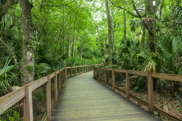 Wooden walkway winding through lush jungle foliage