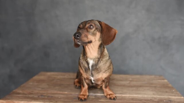 Brown dachshund dog sitting on a wooden table, looking to the side with a curious expression, against a textured gray background, showcasing its playful personality and charm
