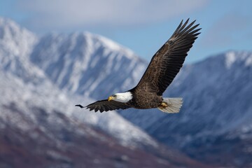 Obraz premium Bald eagle gliding majestically above snow-capped mountain range during bright daylight hours