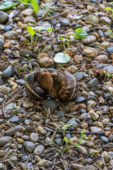 Close-up two snails are seen interacting on bed of small stones and pebbles, surrounded by bits of greenery and twigs in a natural outdoor setting.