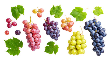 A bunch of fresh, ripe blue grapes straight from the vine on a white background