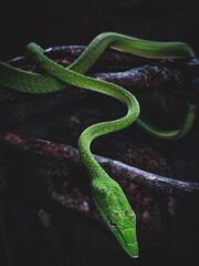 green snake on a tree