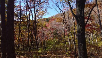 Obraz premium Autumn forest scenery