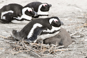 Colony of penguins with small baby at Boulders Beach, South Africa © Wolf Graphics