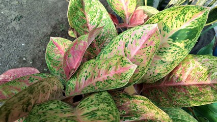 Obraz premium Tropical foliage of Aglaonema and Caladium with vibrant pink, green, and white variegated leaves, popular indoor plants for decorative interiors and air purifying purposes