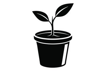 Black seedling sprouts in a pot showing new growth isolated on a white background