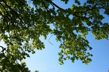 Green tree branches against clear blue sky
