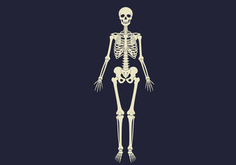 Anatomical Illustration of a Full Human Skeleton Front View.