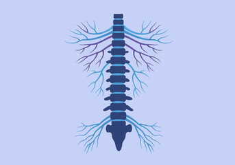 Stylized Spine Illustration with Nerves in Shades of Blue and Purple.