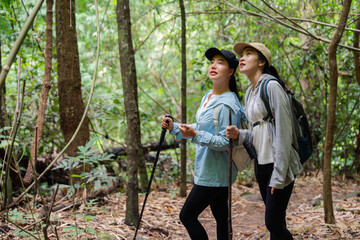 Hikers exploring lush forest trail, embracing nature's wonders