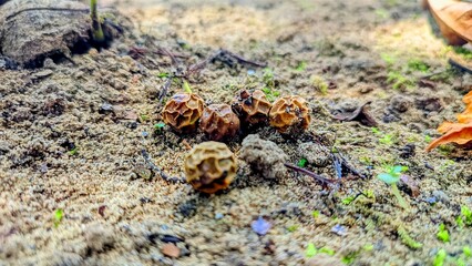 Macro photo of dry tree seeds on a sandy surface, showcasing natural texture details and unique shapes. Suitable for nature, botany, and organic background concepts. 