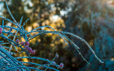The night dew melts under the morning sun and the cool drops shine like transparent pearls on bright red Ephedra Aphylla Forssk berries.