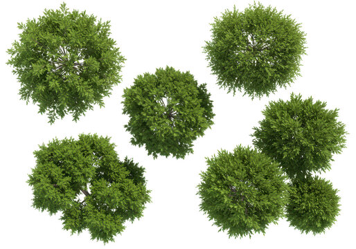Top view of several green trees and bushes, isolated on transparent background - Powered by Adobe