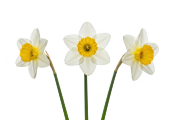 Three white and yellow daffodils with green stems, isolated on transparent background