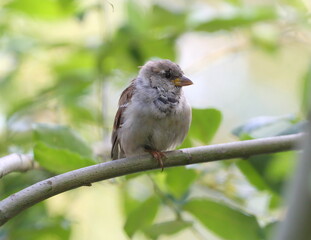 A sparrow sits on a tree branch among the green leaves
