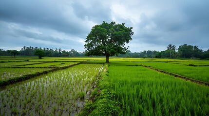 Obraz premium A solitary tree stands in a lush green rice field under a cloudy sky
