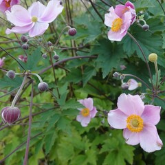 pink and white flowers