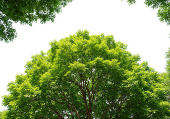 Fototapeta premium Vibrant green tree canopy against a bright white sky, showcasing lush foliage and natural beauty in summer isolated on transparent background