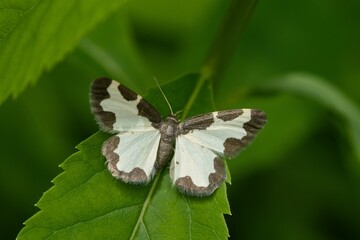 A butterfly clouded border sits on a green leaf. Lomaspilis marginata