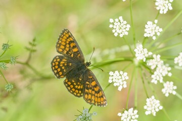 A Butterfly heath fritillary sits on a grass blade. Melitaea athalia. Small brown butterfly from europe