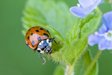 Ladybug sitting on a green leaf. eyed ladybug. Anatis ocellata.