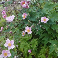 pink hydrangea flowers
