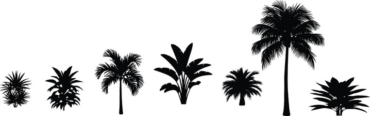 Palm tree silhouettes, tropical plant shapes, botanical illustration, leaf patterns, black silhouettes, white background, landscaping design, nature decor, tropical foliage © Hasib World