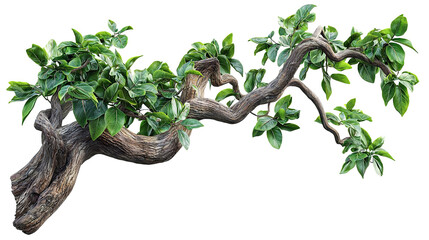 Beautiful tropical tree with lush dark green leaves isolated on transparent background. PNG