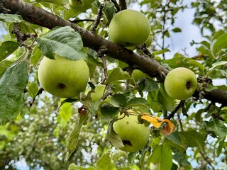 apples on tree