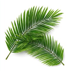 Obraz premium Close-up of vibrant palm fronds against white background