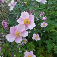 pink and white flowers