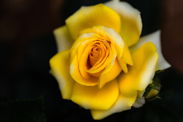 A close-up shot of a blooming yellow rose reveals its delicate petals and vibrant colors. This image captures the beauty and elegance of nature, making it ideal for various creative projects
