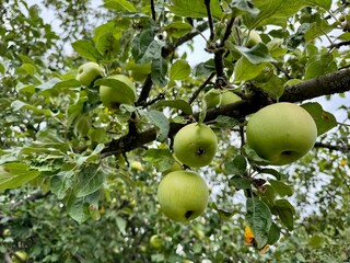 apples on tree