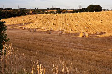 Harvested Field with Bales of Straw, England