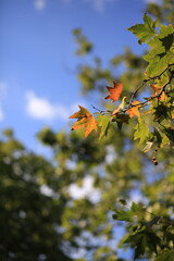 autumn leaves on blue sky
