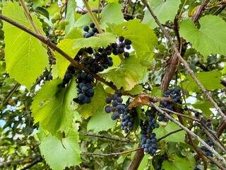 grapes on vine