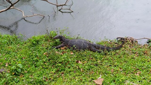 Asian water monitor lizard Varanus salvator sitting at waters edge during heavy rain at Kandy Lake Kiri Muhuda in Kandy Sri Lanka