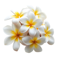 Fototapeta premium A cluster of five white plumeria flowers with yellow centers, isolated on a transparent background. background removed