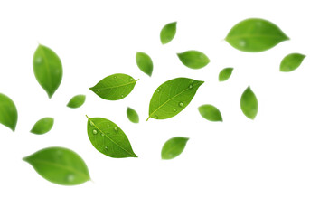Scattered fresh green leaves with water droplets isolated on transparent background