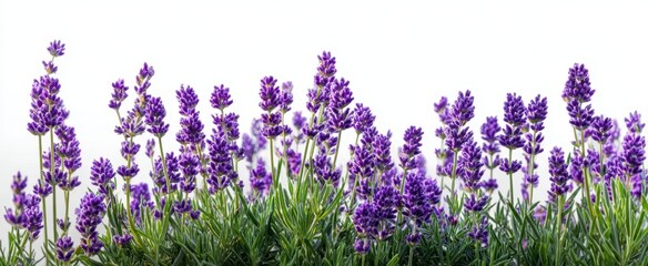 Naklejka premium The Lavender Blooms Offering Serenity and Natural Beauty in a Vibrant Display