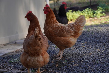three free ranging urban chickens, when the city meets the country