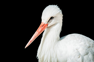 white stork 