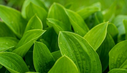 Lush green foliage with broad, vibrant leaves, showing intricate veining and water droplets